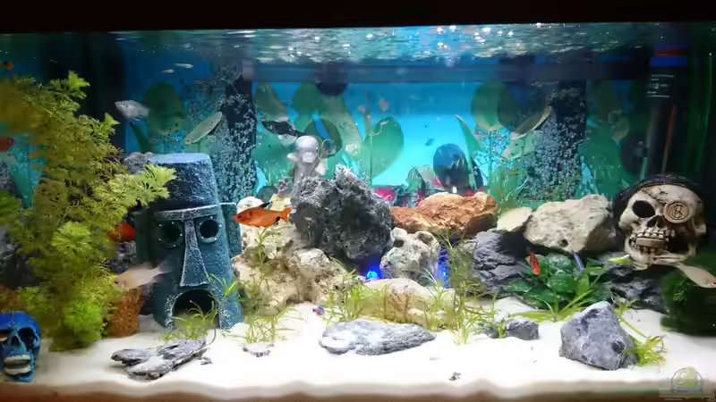 Aquarium Hauptansicht von Wildes Spiel von Wolfgang N (1)