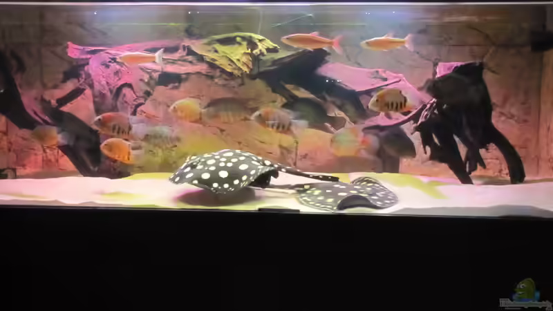 Aquarium Hauptansicht von Wildes Wohnzimmer ( Nur noch als Beispiel)