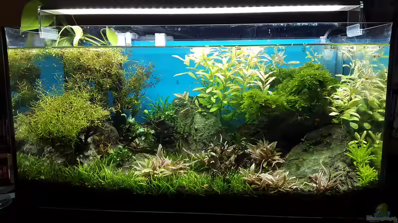 Aquarium Hauptansicht von Wildnis von Roborow