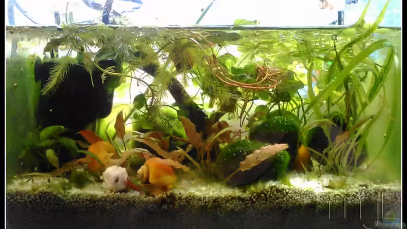 Aquarium Hauptansicht von Wirbellose II