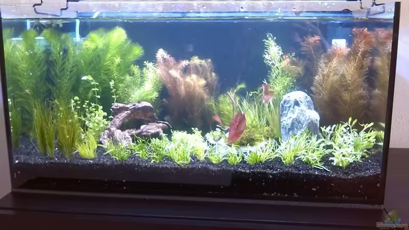 Aquarium Hauptansicht von Wirbellose und Lebendgebärende