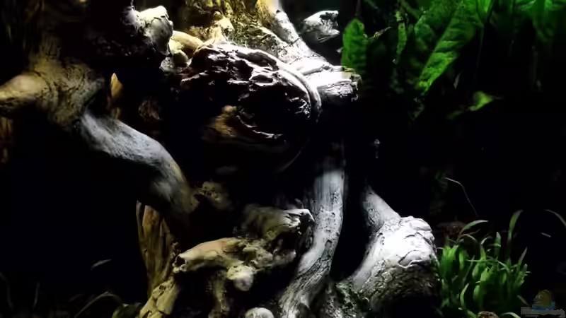 Aquarium Hauptansicht von Woha Cube von snooze (1)