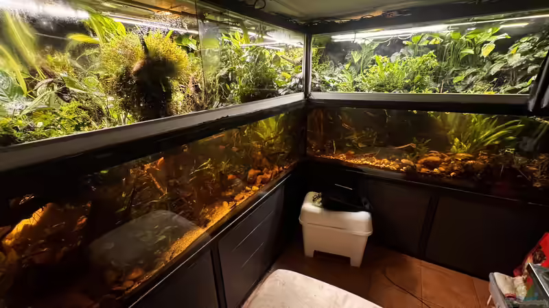 Aquarium Hauptansicht von Wohnzimmeraquarium im Keller