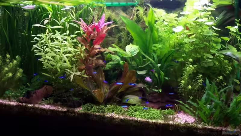 Aquarium Hauptansicht von Wohnzimmeraquarium Süsswasser