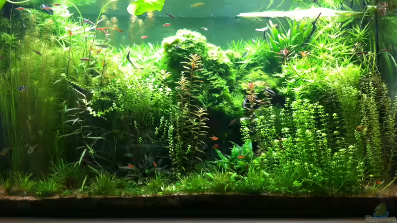 Aquarium Hauptansicht von Wohnzimmeraquarium von Merrick (1)