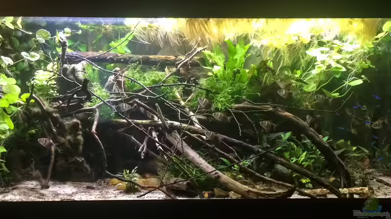 Aquarium Hauptansicht von Wohnzimmerglück - NUR NOCH BEISPIEL