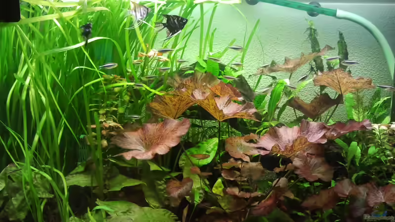 Aquarium Hauptansicht von Wohnzimmeroase von Zebraschecke (1)