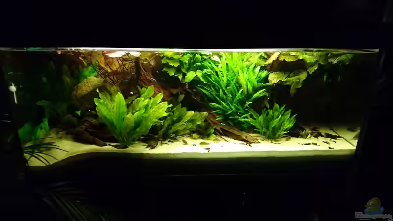 Aquarium Hauptansicht von Wolly´s "Südamerika"-Becken