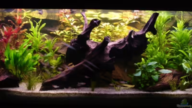 Aquarium Hauptansicht von Wood world (nur noch als Beispiel)