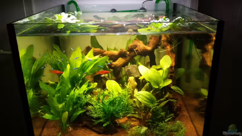 Aquarium Hauptansicht von Würfel 300 Liter von Daniel N (1)