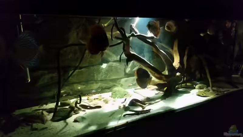 Aquarium Hauptansicht von Wurzelbiotop von Bernd N. (1)