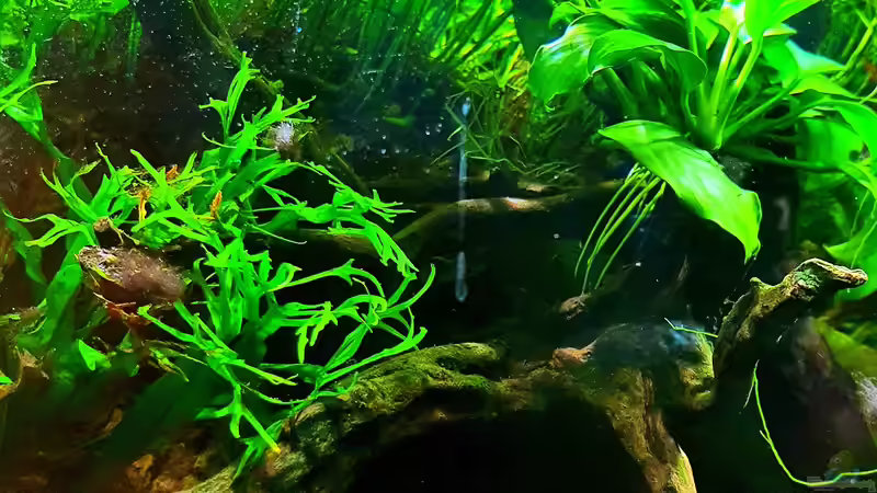 Aquarium Hauptansicht von Wurzelwald