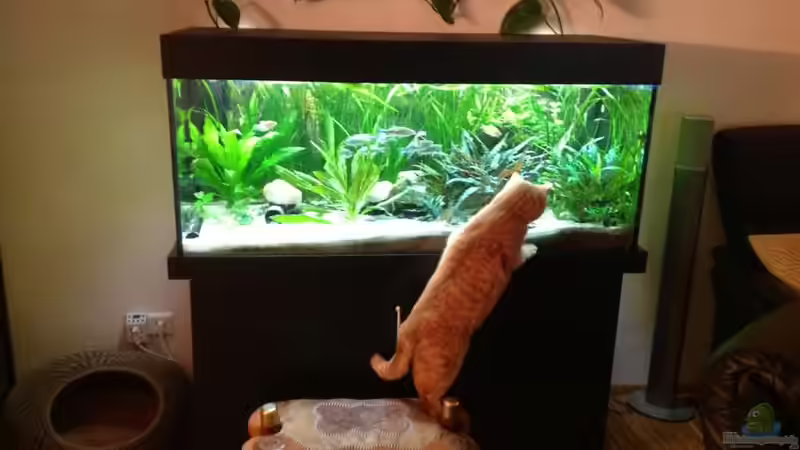 Aquarium Hauptansicht von Yasis AQ