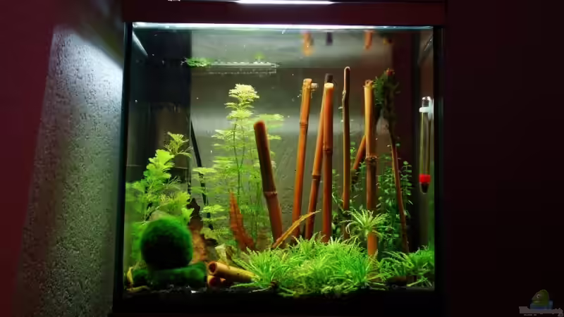 Aquarium Hauptansicht von Yellow Fire Aquarium von Tobi_88_ (1)