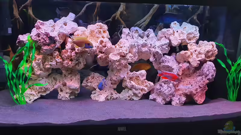 Aquarium Hauptansicht von Yellow-Kaiserparadies von Malawi-Guard (1)