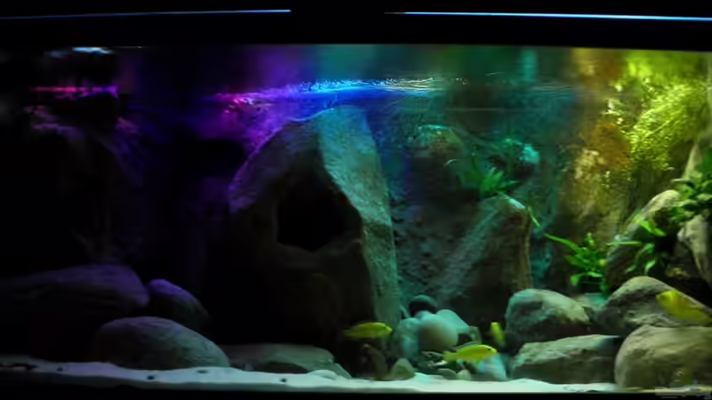Aquarium Hauptansicht von Yellowhome