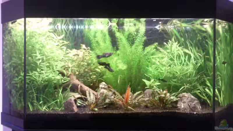 Aquarium Hauptansicht von Zahnkarpfenbecken aufgelöst von ~Danny~ (1)