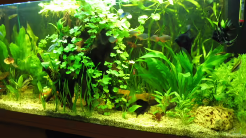 Aquarium Hauptansicht von Zillmer von Eike-Helgo Zillmer (1)