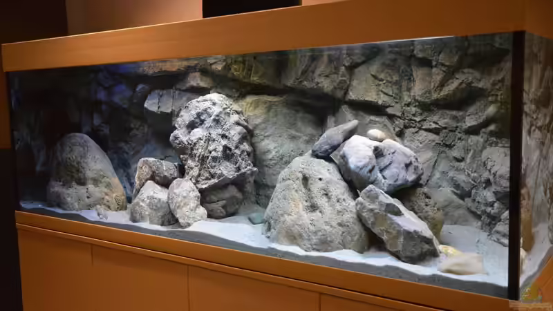 Aquarium Hauptansicht von Zizou&#039;s Malawi Cave von Malawi-Zizou (1)