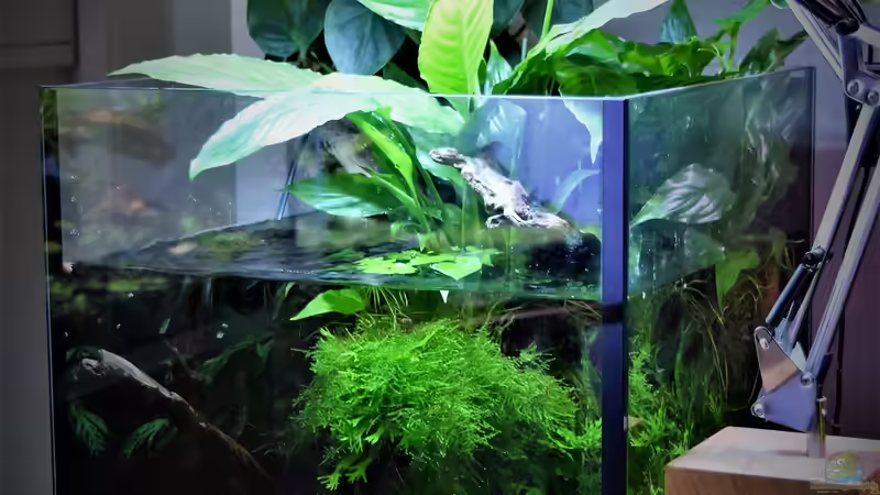 Aquarium Hauptansicht von Zu Wasser und zu Land von Junglist (1)