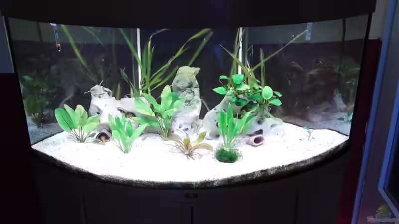 Aquarium Hauptansicht von zukünftiges Diskusbecken