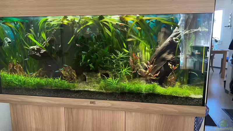 Aquarium Hauptansicht von Zuri,s Gesellschaftsbecken von Zuri (1)