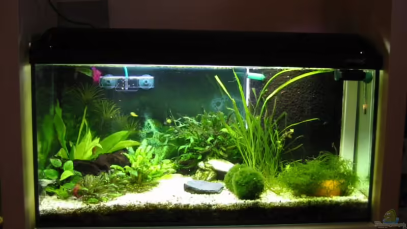 Aquarium Hauptansicht von Zwergkugelfisch-Artbecken