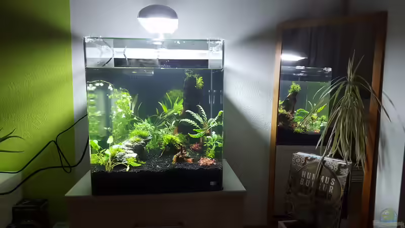 Aquarium Hauptansicht von Zwergkugelfischbecken´Tiran´ von Murphy1977 (1)