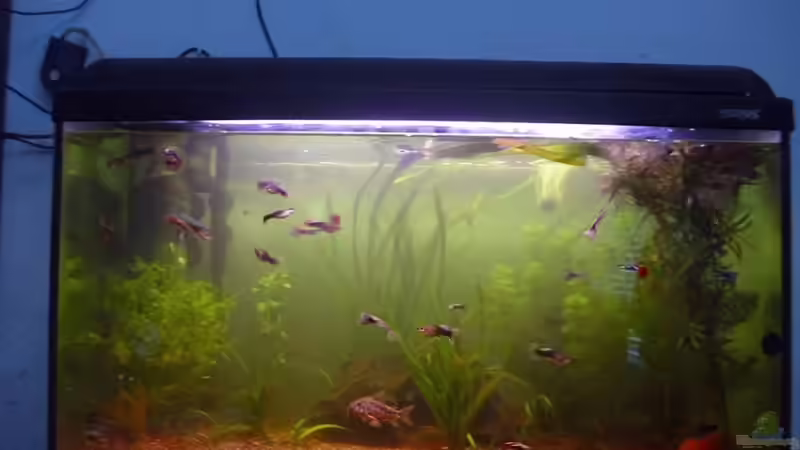 Aquarium Hauptbecken von TheLegacy94 (3)