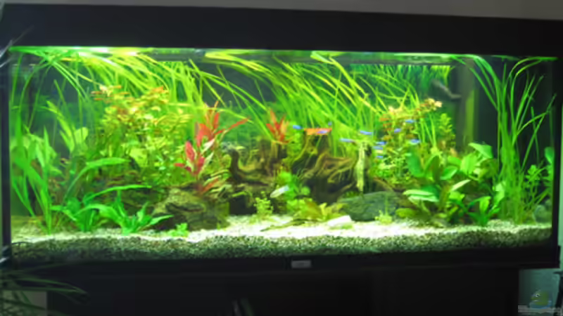 Aquarium Hauptbild von MacFly (1)