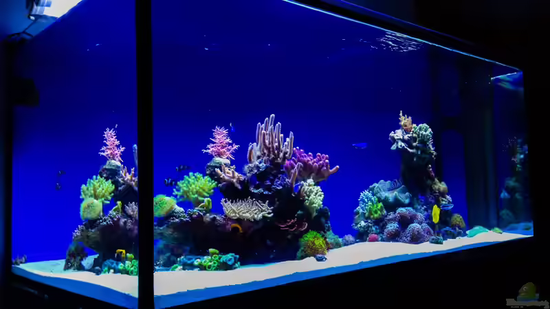 Aquarium Hawaiian Tank von uschi vanHouten (2)
