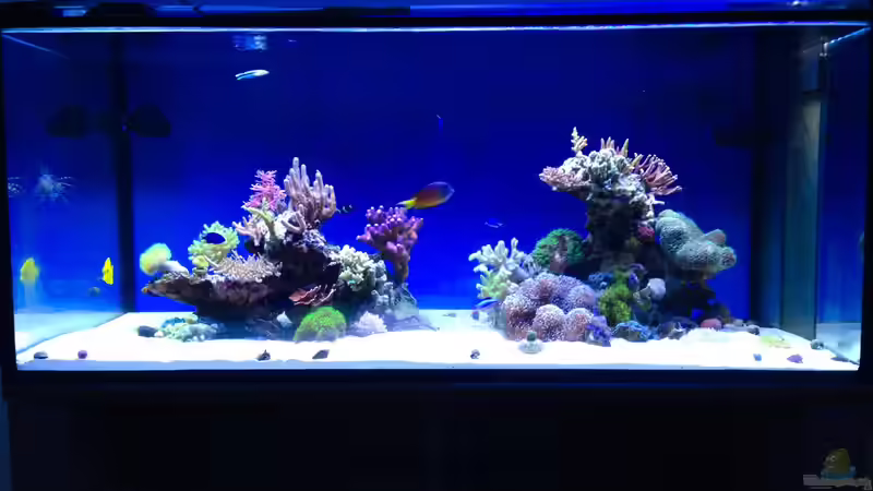 Aquarium Hawaiian Tank von uschi vanHouten (3)