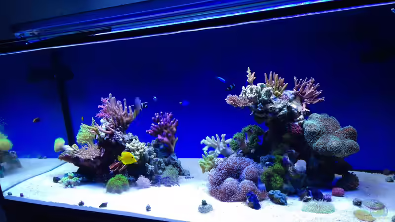 Aquarium Hawaiian Tank von uschi vanHouten (4)