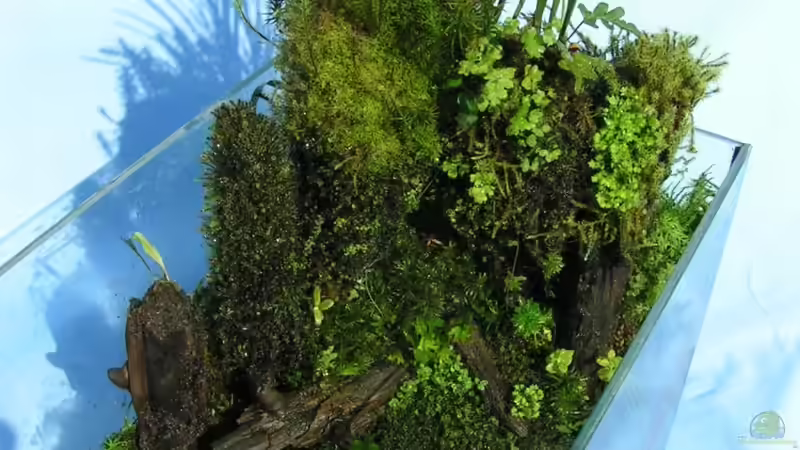 Aquarium Heimatbecken von Bojo (7)