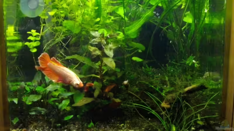 Aquarium Heinzi´s Reich von Caricciola (2)