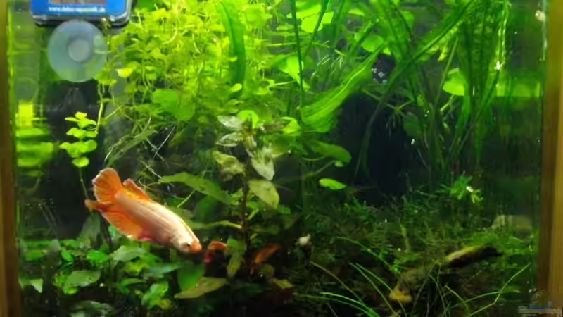 Aquarium Heinzi´s Reich von Caricciola (3)