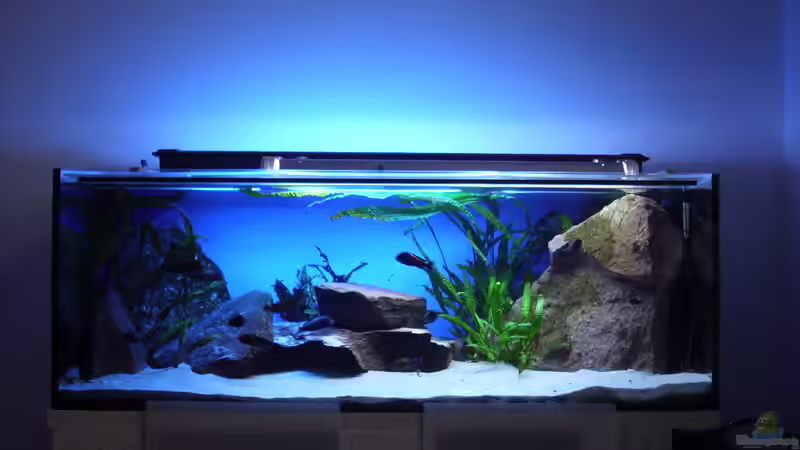 Aquarium Herzinfarktrisikosenker, nur noch als Beispiel von Niklot (2)