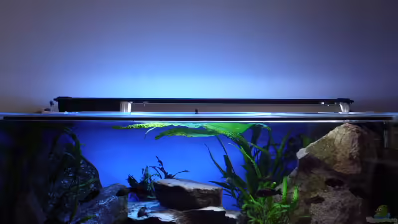 Aquarium Herzinfarktrisikosenker, nur noch als Beispiel von Niklot (3)