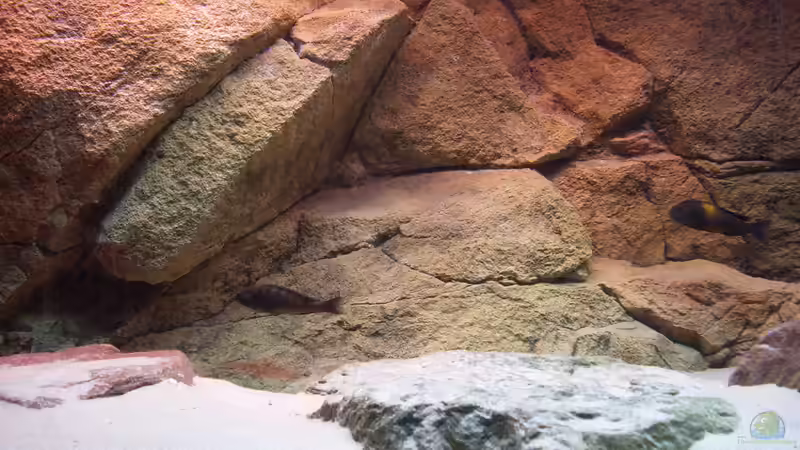 Aquarium Herzinfarktrisikosenker II von Niklot (2)