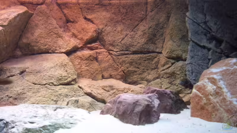 Aquarium Herzinfarktrisikosenker II von Niklot (3)