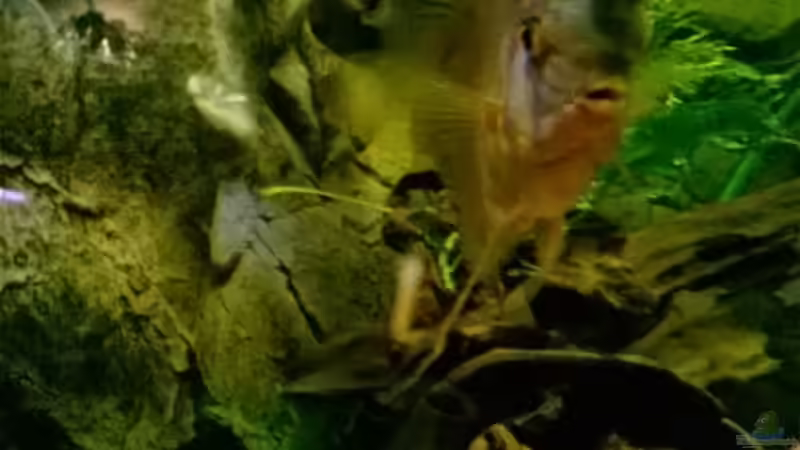 Aquarium Hessen Rio von Lars Ascher (25)