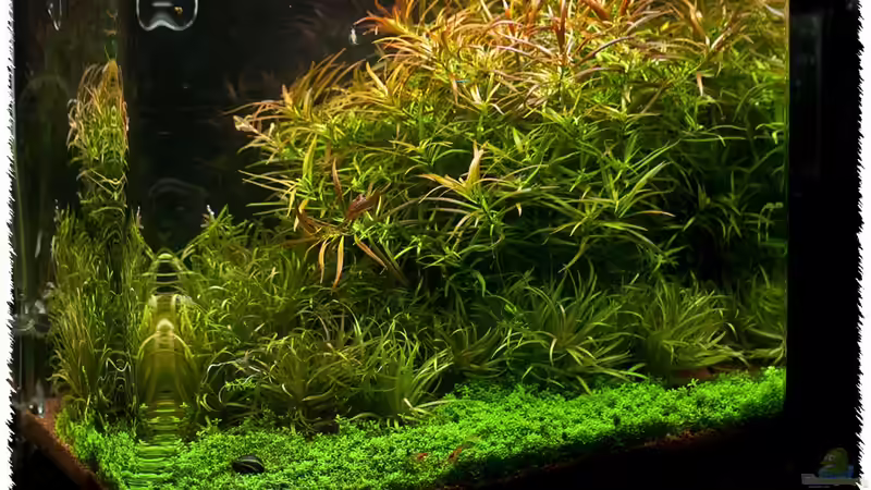 Aquarium High Voltage von pogona (3)