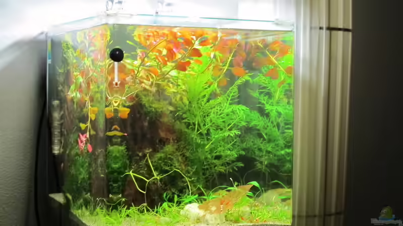 Aquarium Hinomaru (AUFGELÖST) von Sarah (4)