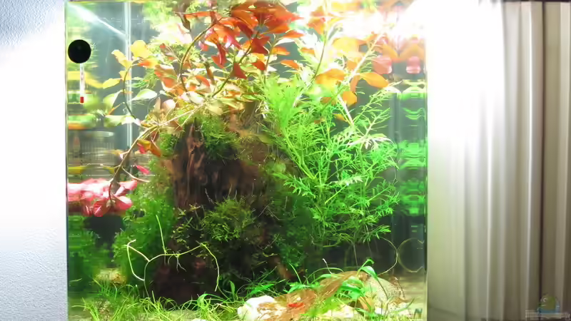 Aquarium Hinomaru (AUFGELÖST) von Sarah (5)