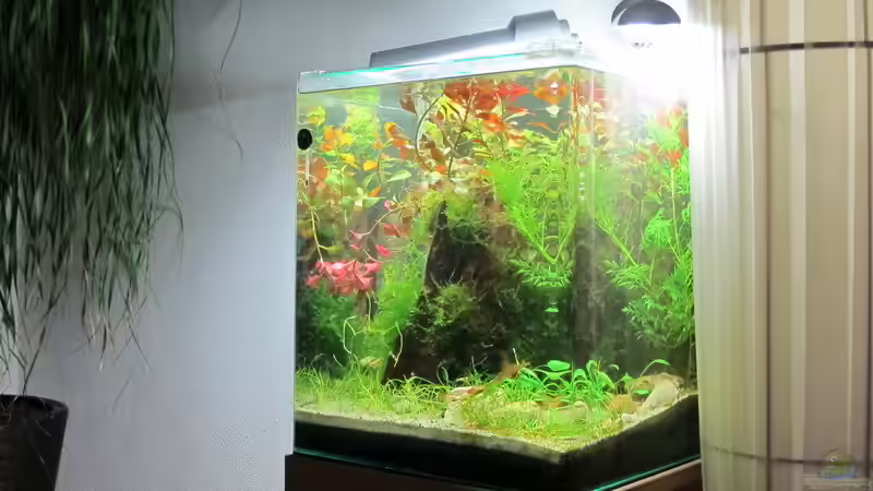 Aquarium Hinomaru (AUFGELÖST) von Sarah (7)