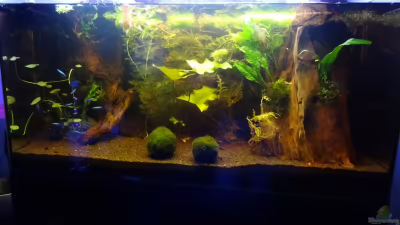 Aquarium Hoan Kiem von Zapa (4)