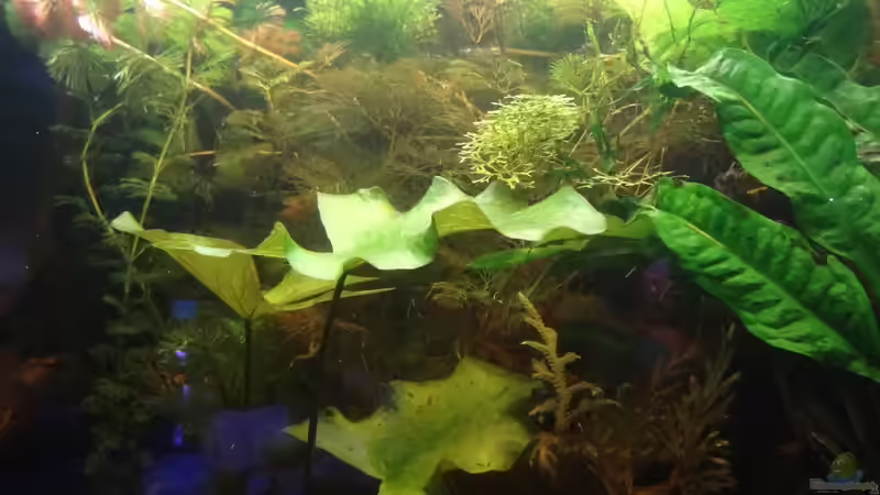 Aquarium Hoan Kiem von Zapa (5)