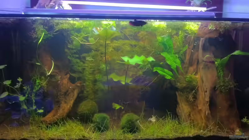 Aquarium Hoan Kiem von Zapa (7)