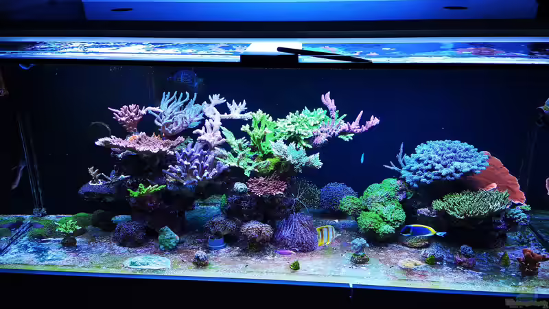 Aquarium HoChbaCh Amazonas von Corvatsch (2)