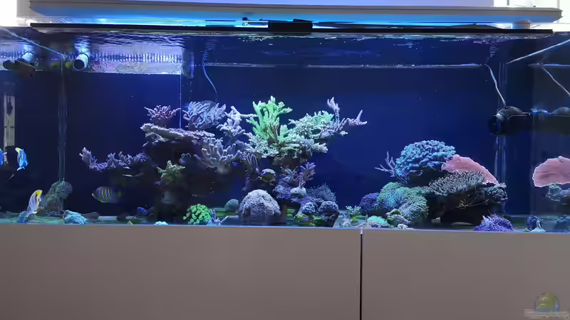 Aquarium HoChbaCh Amazonas von Corvatsch (5)